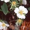 Potentilla alba, habit