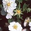Potentilla alba, habit