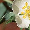 Potentilla alba, flowers