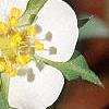 Potentilla alba, flowers