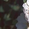 Potentilla alba, flowers