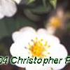 Potentilla alba, flowers