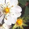 Potentilla alba, flowers