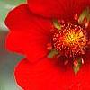 Potentilla atrosanguinea, flowers