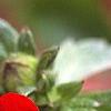 Potentilla atrosanguinea, flowers