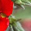 Potentilla atrosanguinea, flowers
