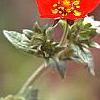Potentilla atrosanguinea, flowers