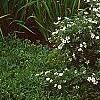 Dasiphora fruticosa 'McKay's White', habit