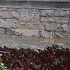 Dasiphora fruticosa 'McKay's White', habit