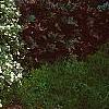 Dasiphora fruticosa 'McKay's White', habit