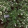 Dasiphora fruticosa 'McKay's White', habit