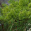 Dasiphora fruticosa 'McKay's White', habit