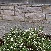 Dasiphora fruticosa 'McKay's White', habit