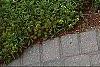 Dasiphora fruticosa 'McKay's White', habit