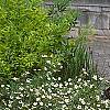 Dasiphora fruticosa 'McKay's White', habit