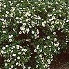 Dasiphora fruticosa 'McKay's White', habit