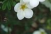Dasiphora fruticosa 'McKay's White', flowers