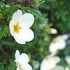 Dasiphora fruticosa 'McKay's White', flowers