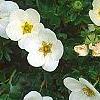 Dasiphora fruticosa 'McKay's White', flowers