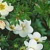 Dasiphora fruticosa 'McKay's White', flowers