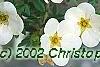 Dasiphora fruticosa 'McKay's White', flowers