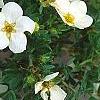 Dasiphora fruticosa 'McKay's White', flowers