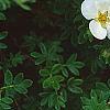 Dasiphora fruticosa 'McKay's White', flowers