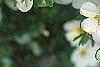 Dasiphora fruticosa 'McKay's White', flowers
