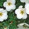 Dasiphora fruticosa 'McKay's White', flowers