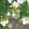 Dasiphora fruticosa 'McKay's White', flowers