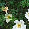Dasiphora fruticosa 'McKay's White', flowers