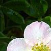 Dasiphora fruticosa 'Pink Beauty', flowers