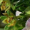 Dasiphora fruticosa 'Pink Beauty', flowers