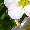 Dasiphora fruticosa 'Pink Beauty', flowers