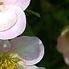 Dasiphora fruticosa 'Pink Beauty', flowers