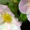 Dasiphora fruticosa 'Pink Beauty', flowers