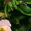 Dasiphora fruticosa 'Pink Beauty', flowers
