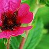 Potentilla 'Helen Jane', flowers