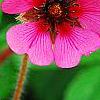 Potentilla 'Helen Jane', flowers