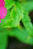 Potentilla 'Helen Jane', flowers