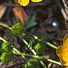 Potentilla nana, flowers