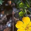 Potentilla nana, flowers