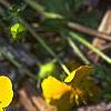 Potentilla nana, flowers