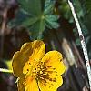 Potentilla nana, flowers