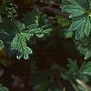 Potentilla nana, flowers