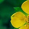 Potentilla neumanniana 'Nana', flowers