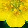 Potentilla neumanniana 'Nana', flowers