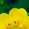 Potentilla neumanniana 'Nana', flowers
