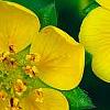 Potentilla neumanniana 'Nana', flowers