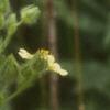 Potentilla recta, flowers